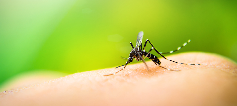 Mosquitos