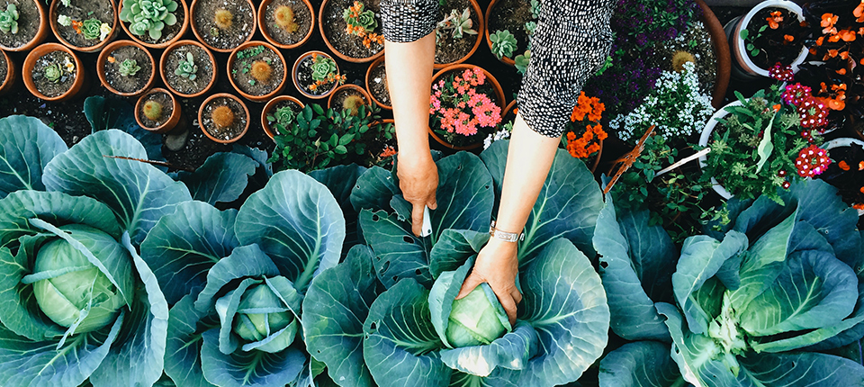 Saiba como prevenir a inflamação por meio dos alimentos